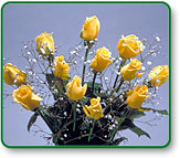 Yellow Roses